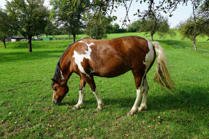 Letní vyrážka u koní