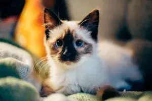Kočičí leukémie (FeLV) a kočičí AIDS (FIV)