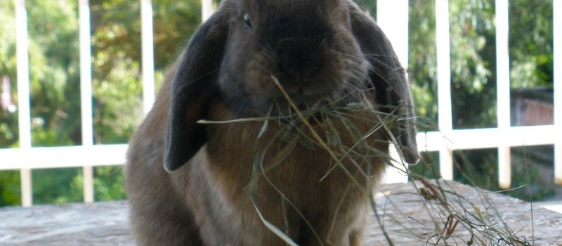 Králík