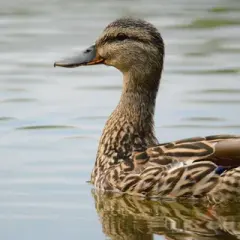 Drůbež