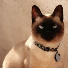 Kočka