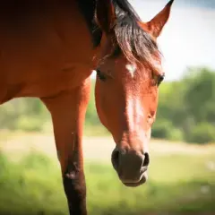 Kůň