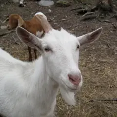 Koza