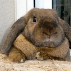 Králík