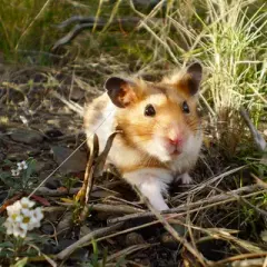 Křeček