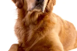Zánět ucha u psa